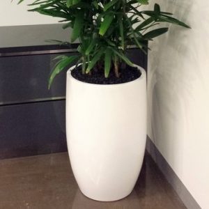 Office Planter Hire - Indoor Planters Rental - Commercial Indoor Planters