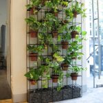 Potted Green Wall - Plants at Work