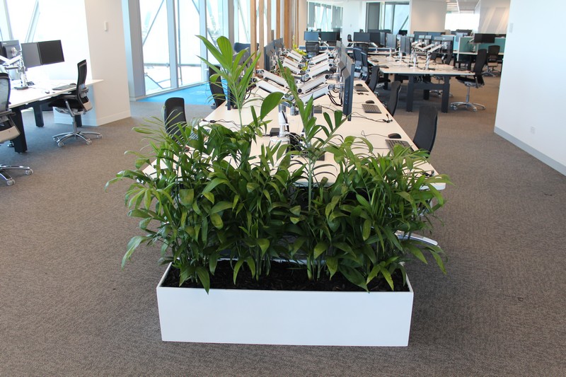 One of the most common mistakes we see when inspecting offices is plants chosen are not suitable for the location. The truth is, you should decide where you want your plants first before you decide on which varieties. This is because different plants will thrive in different spots, depending on the amount of space and light available. The things that we look at when planning and installation include: LOCATION Just like people, plants need a certain amount of space to really thrive. Sufficient airflow to allow the plants to breathe. For a healthy, long-living plant airflow helps to maintain better temperature control, replenish CO2 and resist certain diseases. With that in mind, we follow these guidelines: We don’t try to squeeze your plants in a corner or behind furniture. Always make sure your plant has enough room to thrive. Place plants in spots with good air circulation like hallways, in front of windows and on top of tables or desks. For rooms with little airflow we recommend keeping the door open whenever the room is not in use to allow for better air circulation. TRAFFIC Offices tend to have high-traffic areas such as entrances, bathrooms etc. With this in mind we place plants strategically so that they do not get in the way and get knocked over TEMPERATURE Air conditioning causes the soil to dry out. With this in mind regular maintenance and watering is a must for strong healthy looking plants