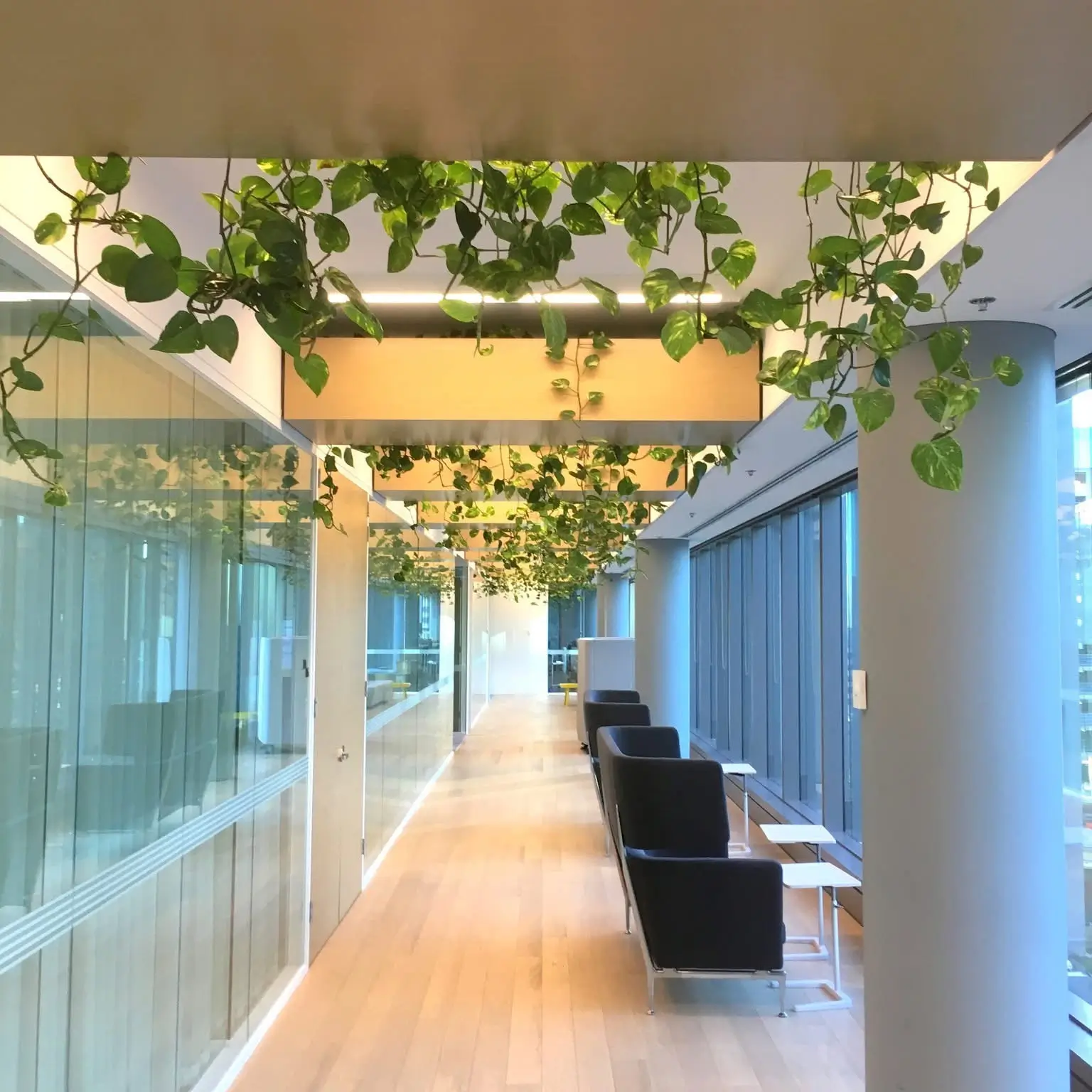 The Hidden Benefits of Office Plants Nobody Talks About